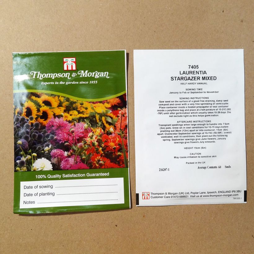 Exemple de spécimen de Graines de Laurentia Stargazer Mixed  le sachet de 60 graines environ tel que livré