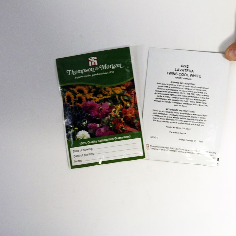 Exemple de spécimen de Graines de Lavatère annuelle Twins Cool White le sachet de 25 graines environ tel que livré