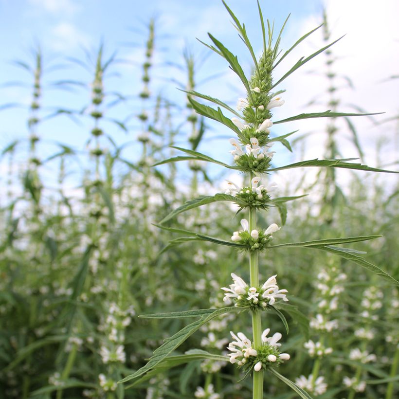 Graines de Leonurus sibiricus Alba - Agripaume de Sibérie (Floraison)