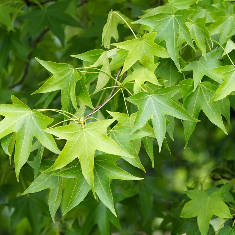 Graines de Copalme d'Amérique - Liquidambar styraciflua (Feuillage)
