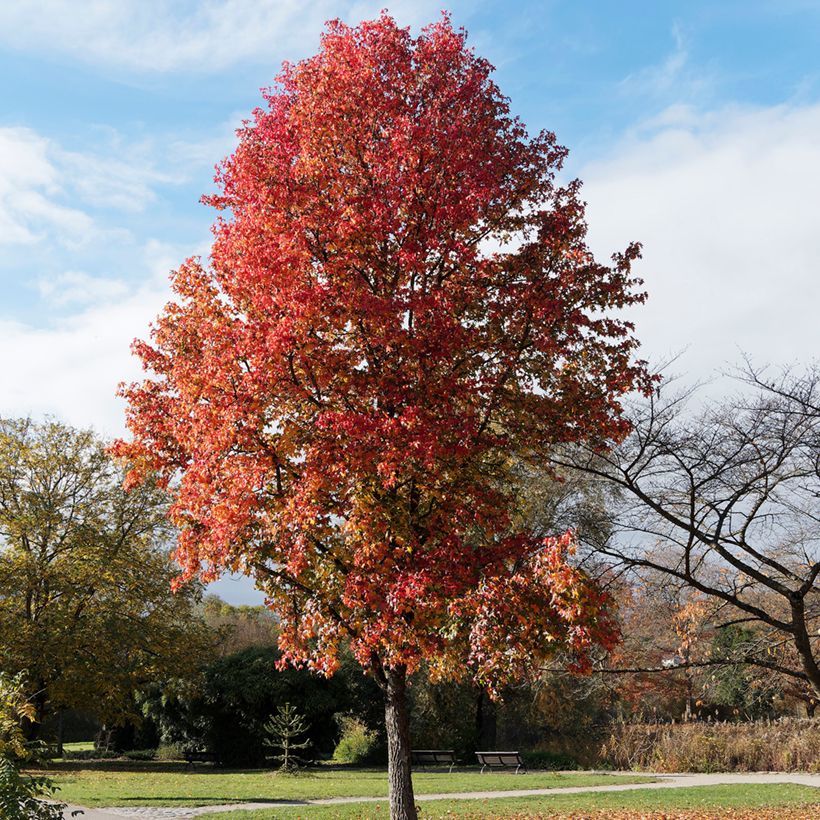 Graines de Copalme d'Amérique - Liquidambar styraciflua (Port)