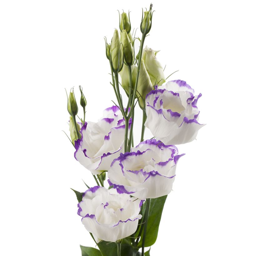 Graines de Lisianthus F1 Cessna Blue Picotee III (graines enrobées) (Floraison)