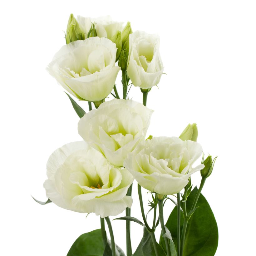 Graines de Lisianthus F1 Cessna Green III (graines enrobées) (Floraison)