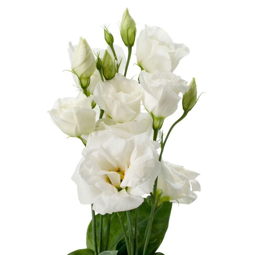 Graines de Lisianthus F1 Cessna Pure White III (graines enrobées) (Floraison)