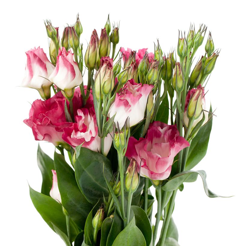 Graines de Lisianthus F1 Cessna Vogue IV (graines enrobées) (Floraison)