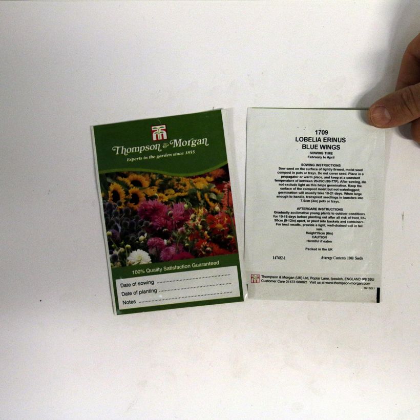 Exemple de spécimen de Graines de Lobelia erinus Blue Wings  le sachet de 1000 graines environ tel que livré