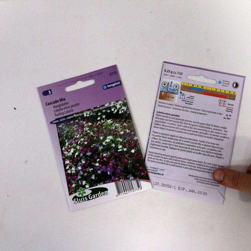 Exemple de spécimen de Graines de Lobelia erinus Cascade en mélange le sachet de +/- 5100 graines environ (minimum 0,2g) tel que livré