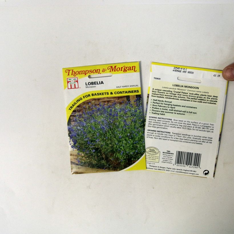 Exemple de spécimen de Graines de Lobelia erinus pendula Monsoon  le sachet de 650 graines environ tel que livré