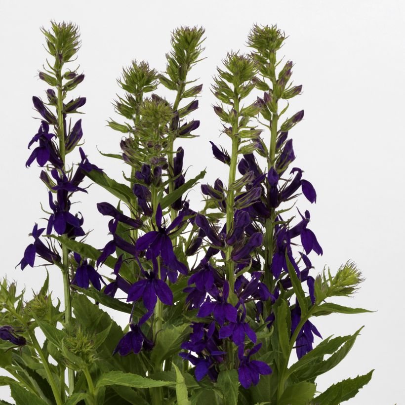 Graines de Lobelia speciosa Starship Blue (graines enrobées) (Floraison)