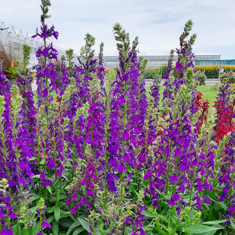 Graines de Lobelia speciosa Starship Blue (graines enrobées) (Port)