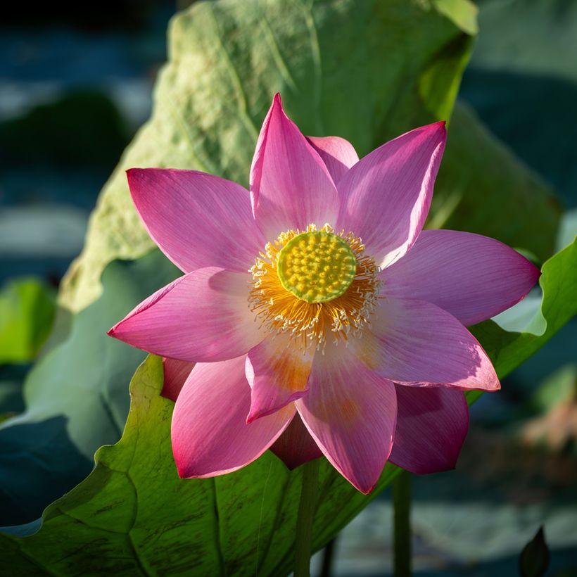 Graines de Lotus - Nelumbo nucifera (Floraison)
