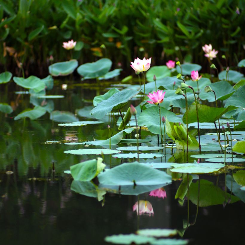 Graines de Lotus - Nelumbo nucifera (Port)