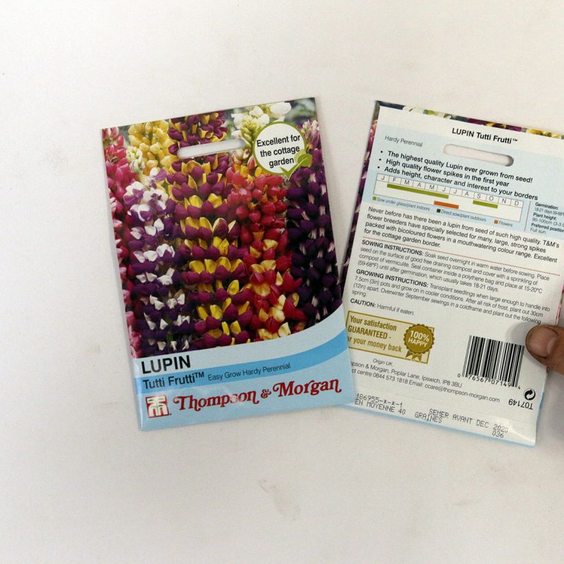 Exemple de spécimen de Graines de Lupin vivace Tutti Frutti en mélange - Lupinus polyphyllus le sachet de 40 graines environ tel que livré