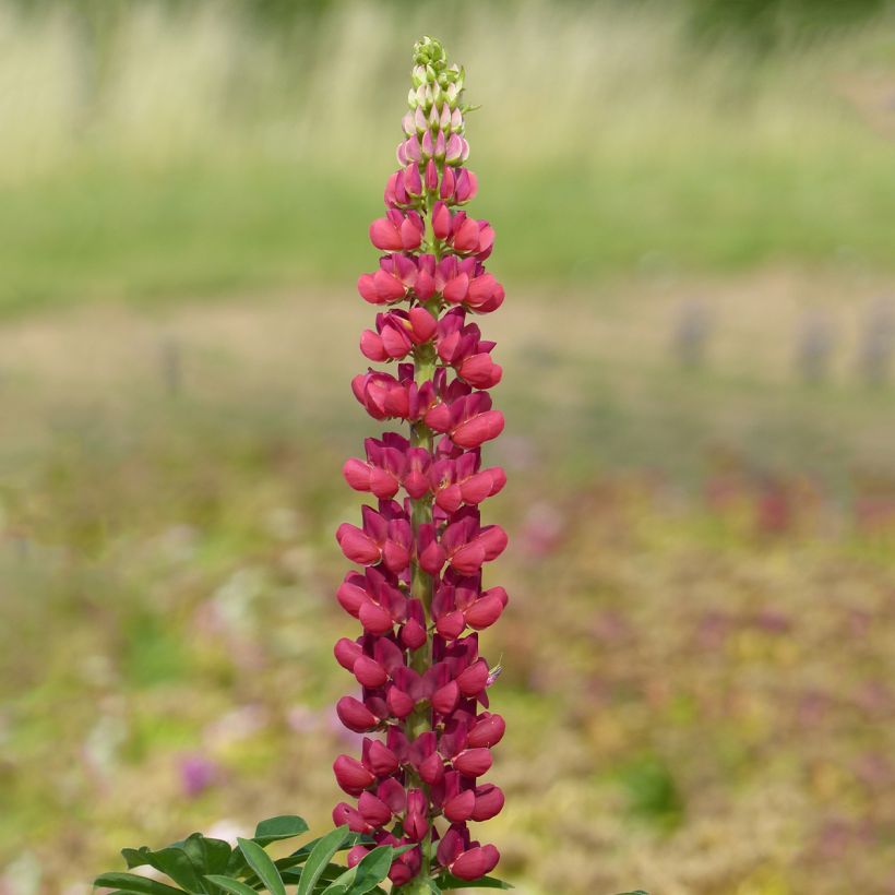 Graines de Lupin vivace de Russel Mon Château rouge - Lupinus polyphyllus (Floraison)