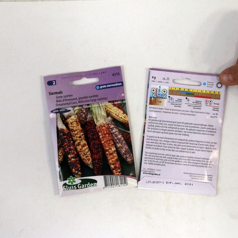 Exemple de spécimen de Graines de Maïs d’ornement grandes variétés - Zea mays japonica le sachet de 25 graines environ tel que livré