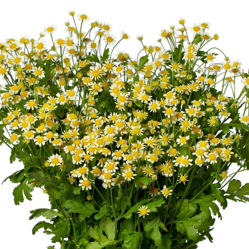 Graines de Matricaire simple Camilla (graines enrobées) - Tanacetum parthenium (Floraison)