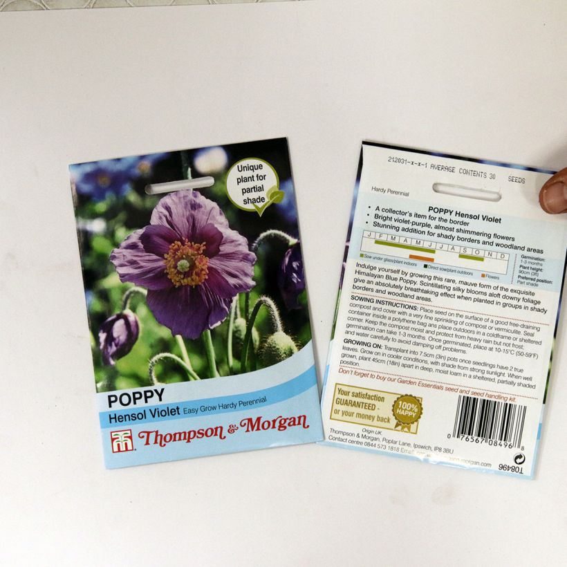 Exemple de spécimen de Graines de Meconopsis baileyi Hensol Violet - Pavot de l'Himalaya mauve le sachet de 40 graines environ tel que livré