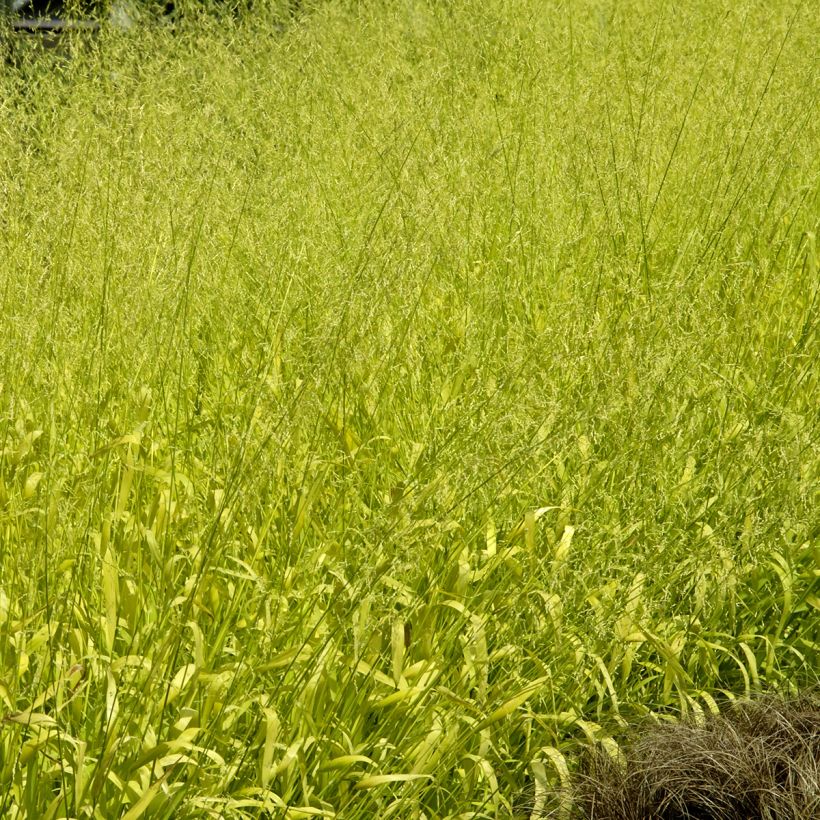 Graines de Milium effusum Aureum - Millet doré (Plant habit)
