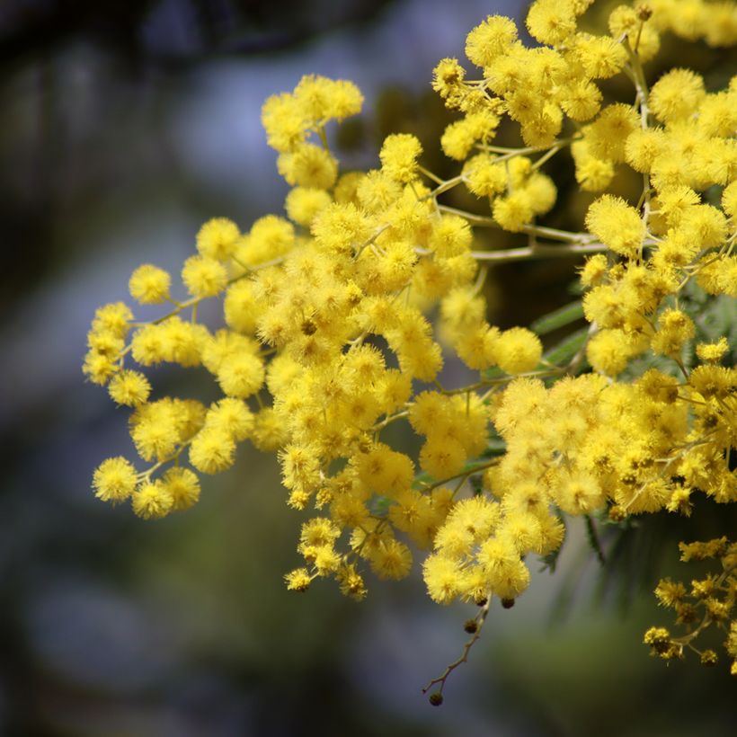 Graines de Mimosa - Acacia dealbata (Floraison)
