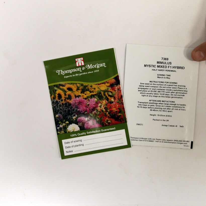 Exemple de spécimen de Graines de Mimulus Mystic Mixed F1 Hybrid  le sachet de +/- 50 graines environ tel que livré