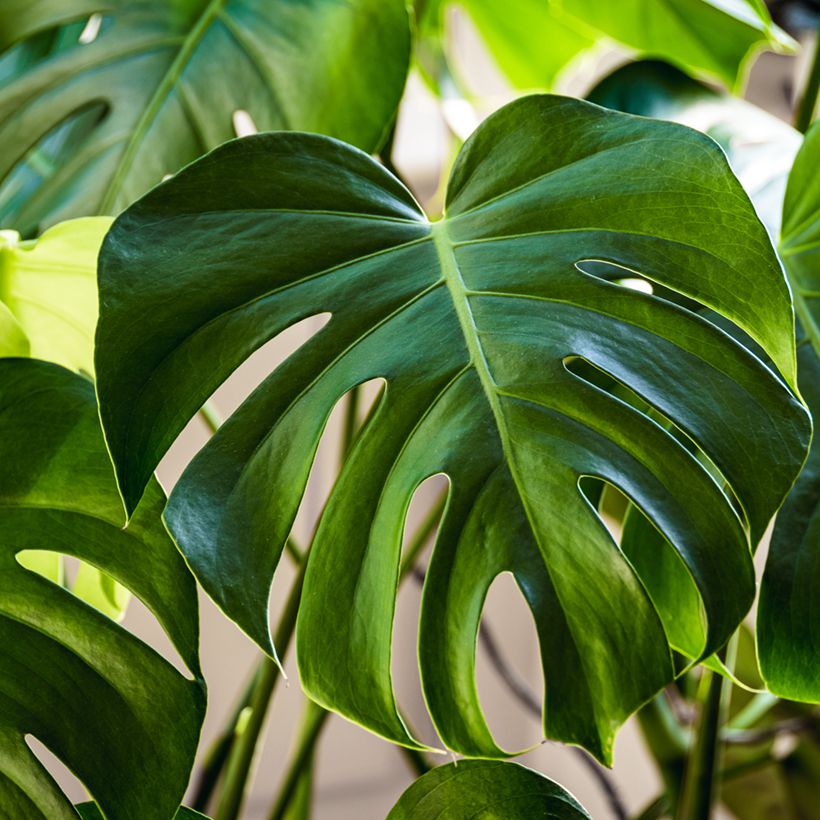 Graines de Monstera deliciosa (Feuillage)
