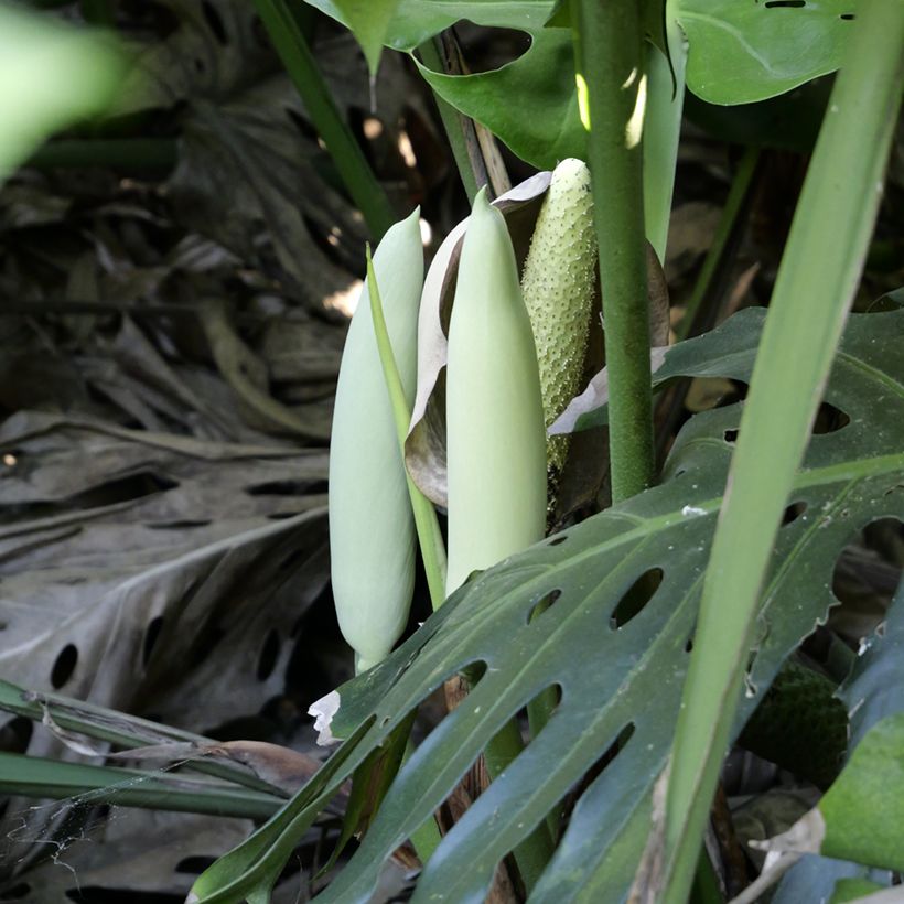 Graines de Monstera deliciosa (Floraison)