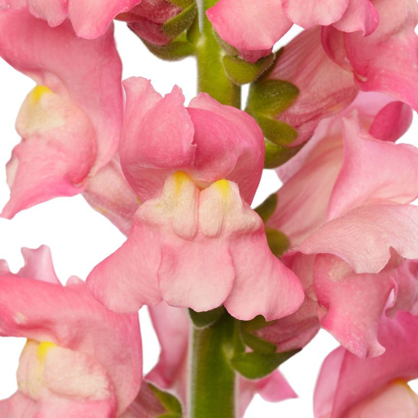 Graines de Muflier F1 Avignon Cherry Rose II - Antirrhinum majus (Floraison)