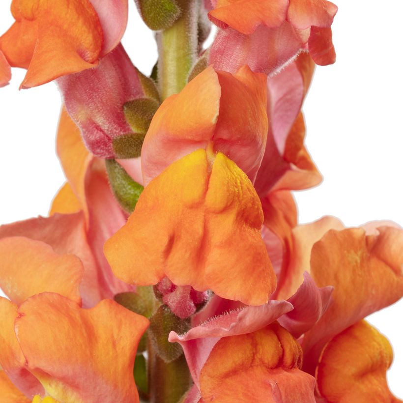 Graines de Muflier F1 Avignon Deep Orange II - Antirrhinum majus (Flowering)