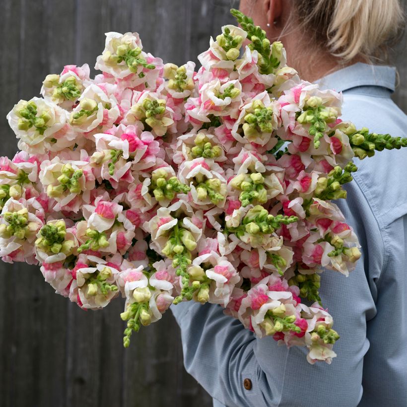 Graines de Muflier Opus III/IV Appleblossom - Antirrhinum (Flowering)