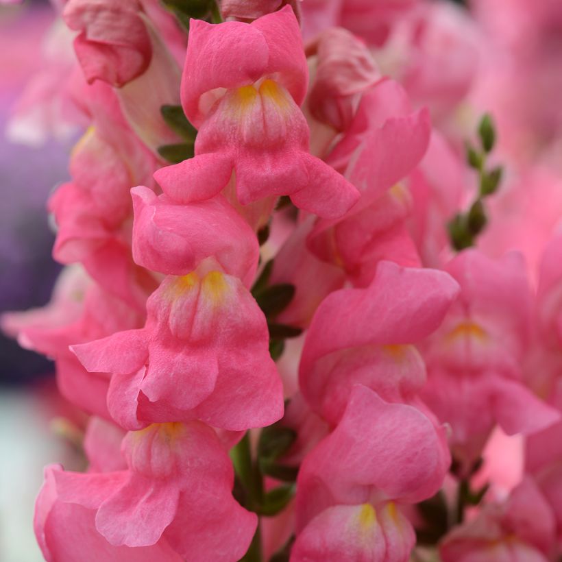 Graines de Muflier Rocket Rose Shades - Antirrhinum majus (Flowering)