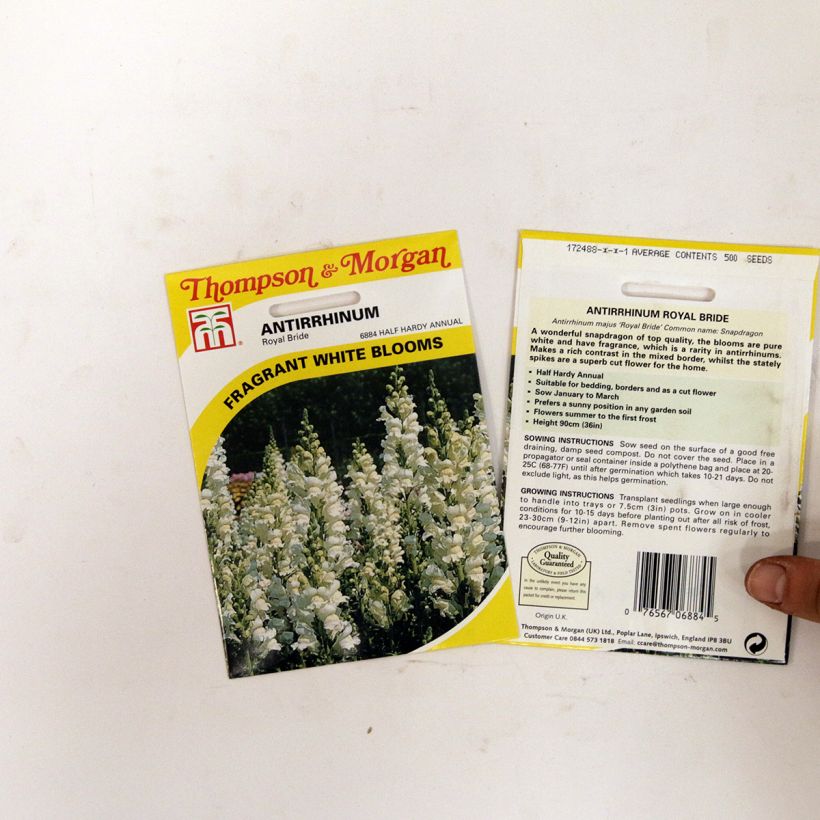 Example of Graines de Muflier Royal Bride - Antirrhinum majus le sachet de +/- 2550 graines environ (minimum 0,4g) as you get