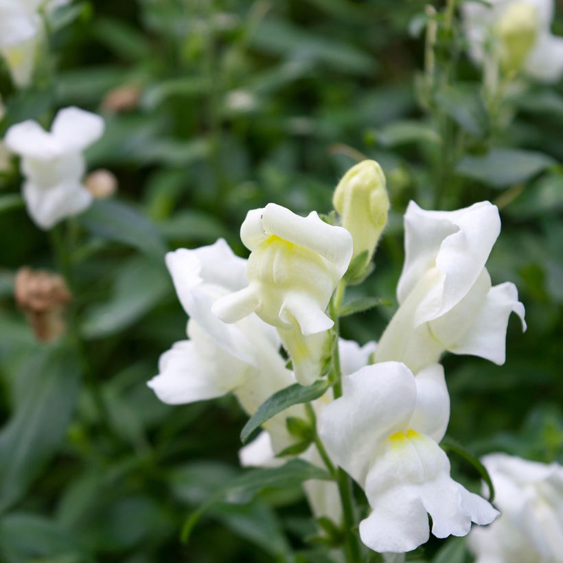 Graines de Muflier Royal Bride - Antirrhinum majus (Flowering)