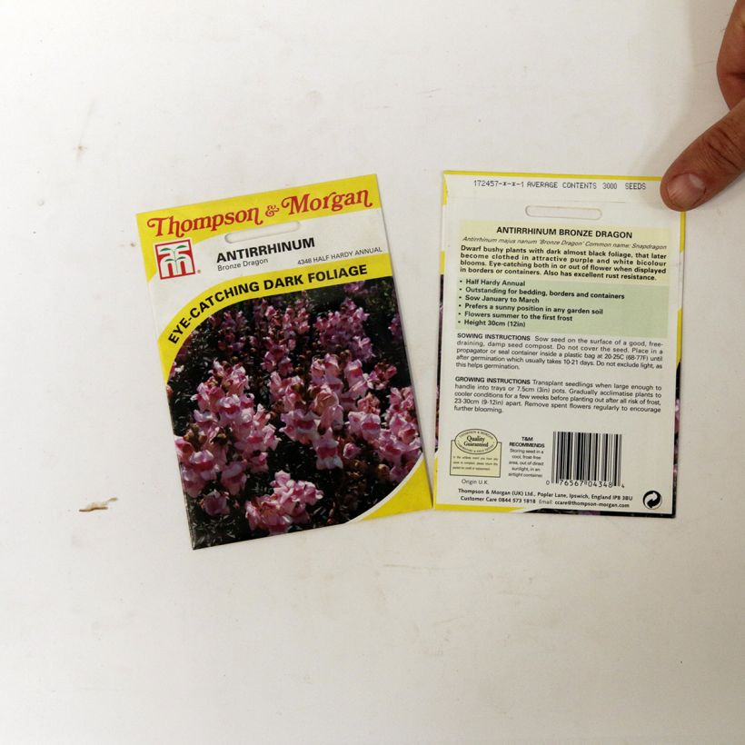 Exemple de spécimen de Graines de Muflier nain Bronze Dragon - Antirrhinum nanum le sachet de 100 graines environ tel que livré
