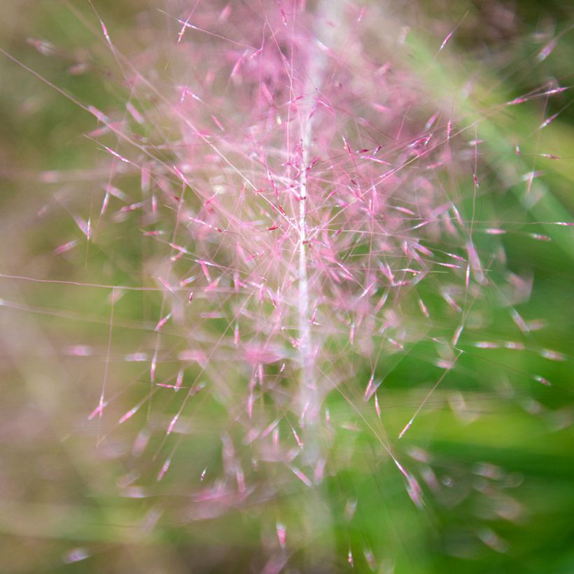 Graines de Muhlenbergia capillaris Ruby (Flowering)
