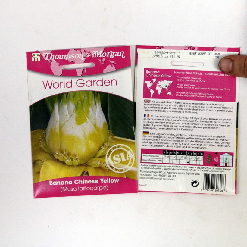 Example of Graines de Musa lasiocarpa - Bananier Nain Chinois le sachet de 4 graines environ as you get