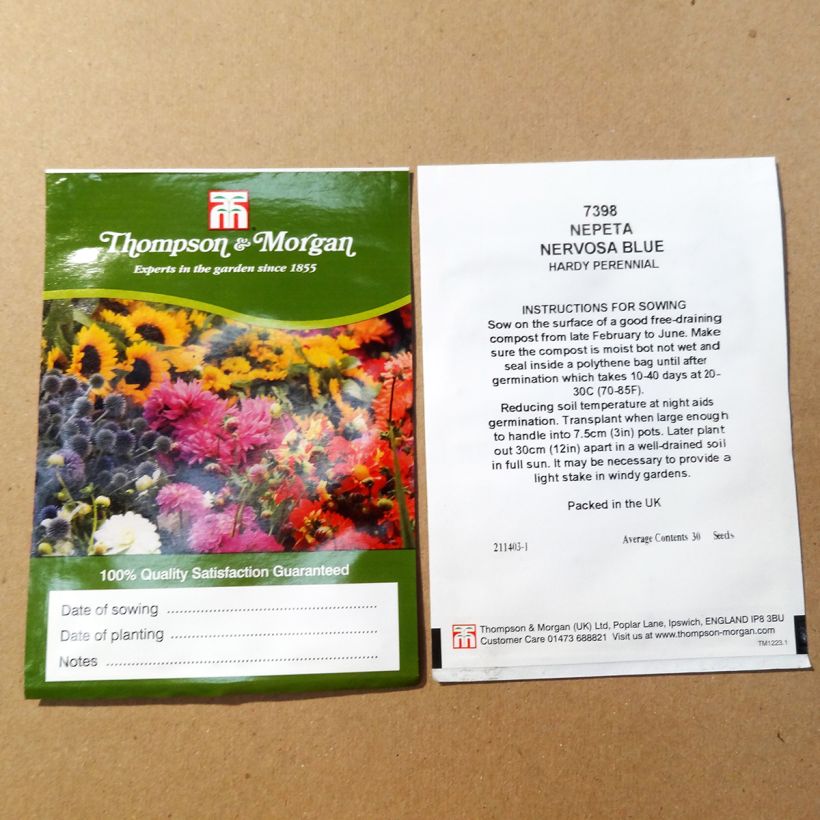 Exemple de spécimen de Graines de Nepeta nervosa Blue Moon - Chataire nervurée le sachet de 30 graines environ tel que livré