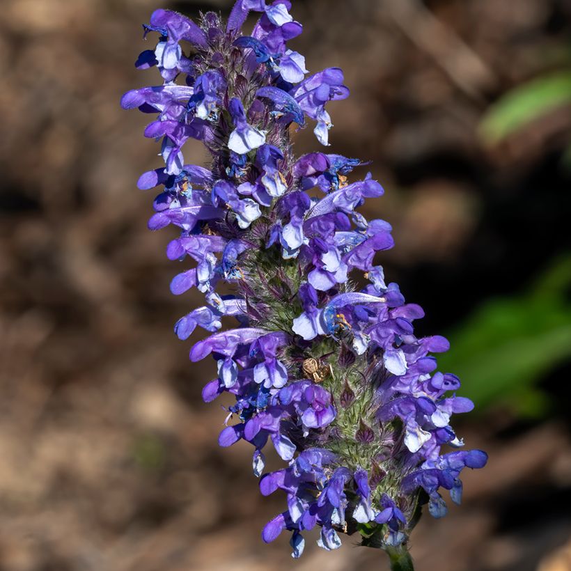Graines de Nepeta nervosa Blue Moon - Chataire nervurée (Floraison)