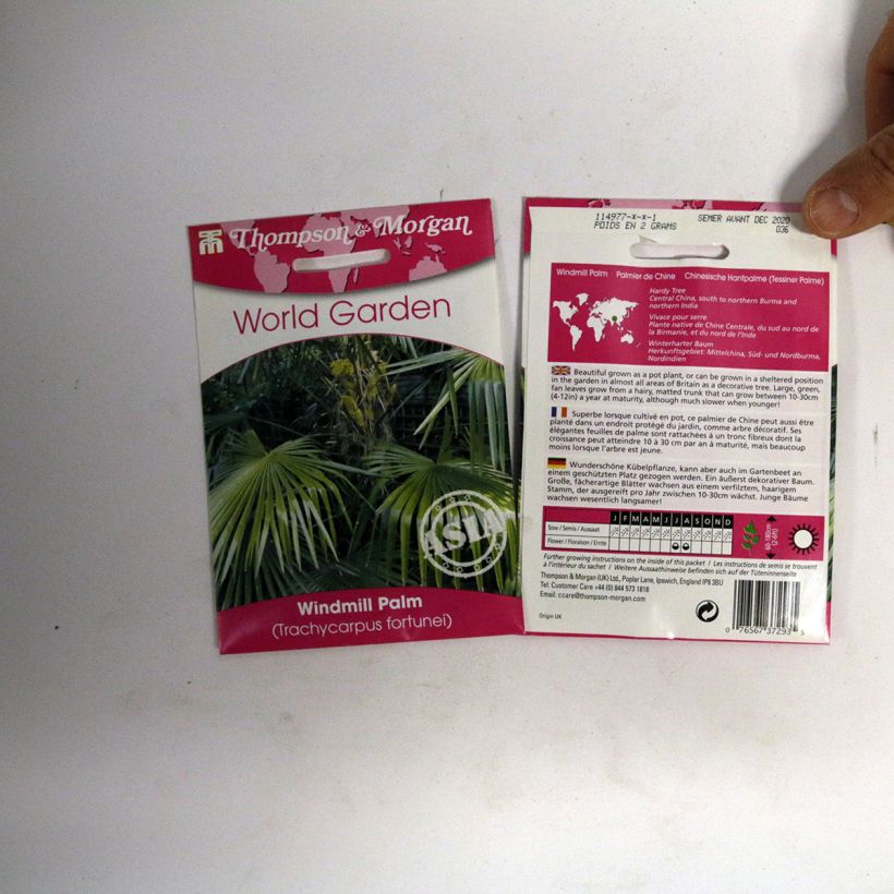 Exemple de spécimen de Graines de Palmier de Chine - Trachycarpus Fortunei le sachet de 5 graines environ (minimum 3g) tel que livré