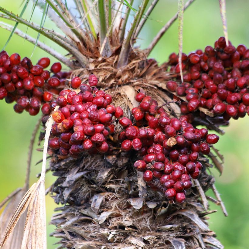 Graines de Palmier nain - Chamaerops humilis (Récolte)