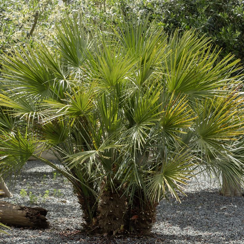 Graines de Palmier nain - Chamaerops humilis (Port)