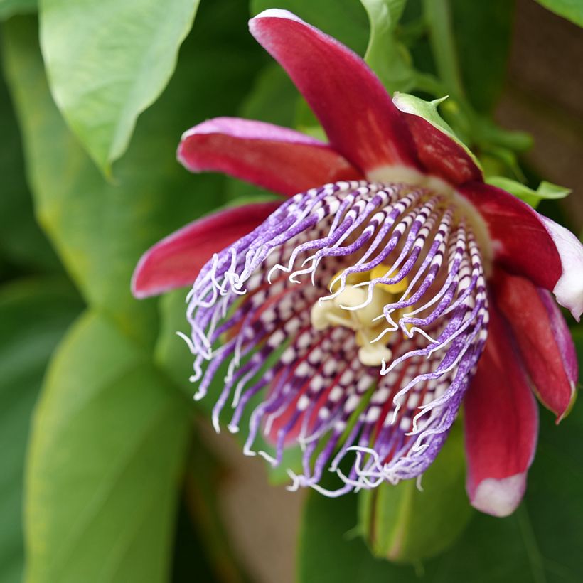 Graines de Fleur de la passion - Passiflora quadrangularis (Floraison)