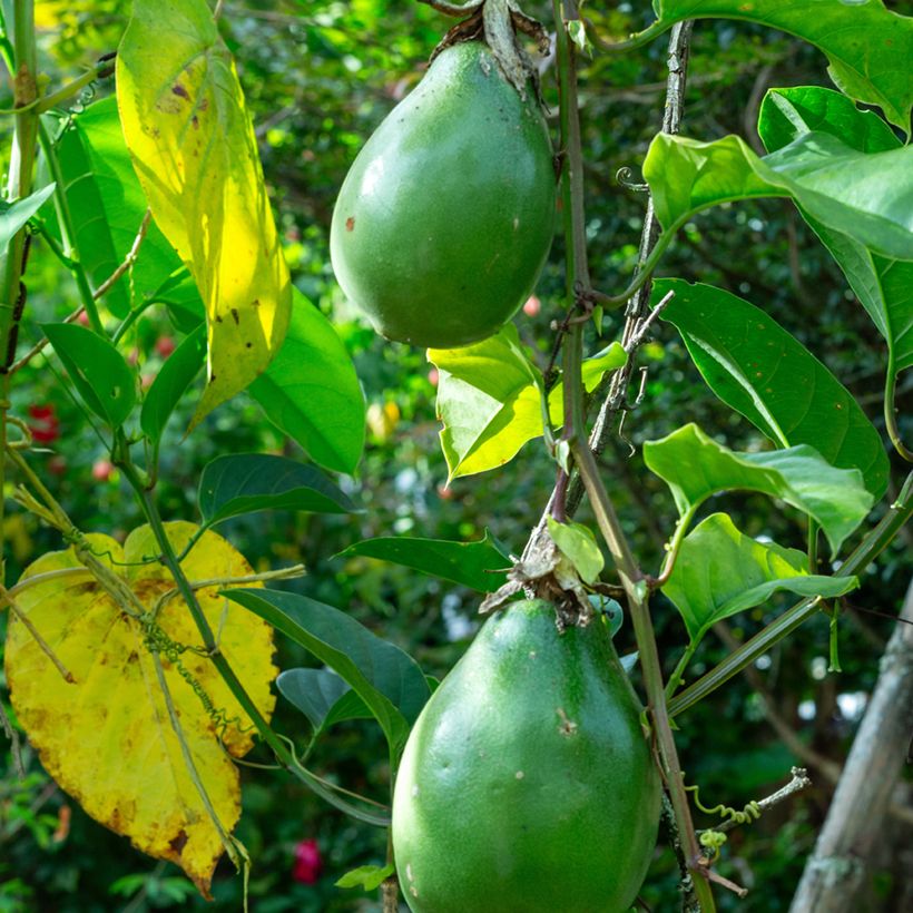 Graines de Fleur de la passion - Passiflora quadrangularis (Récolte)