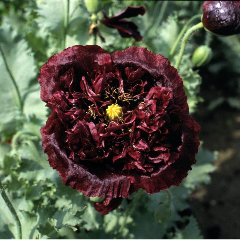 Graines de Pavot annuel Black Peony - Papaver somniferum (Floraison)