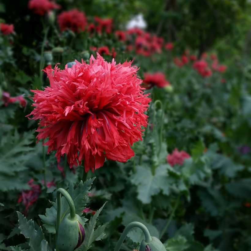 Graines de Pavot annuel Crimson Feathers - Papaver somniferum (Flowering)