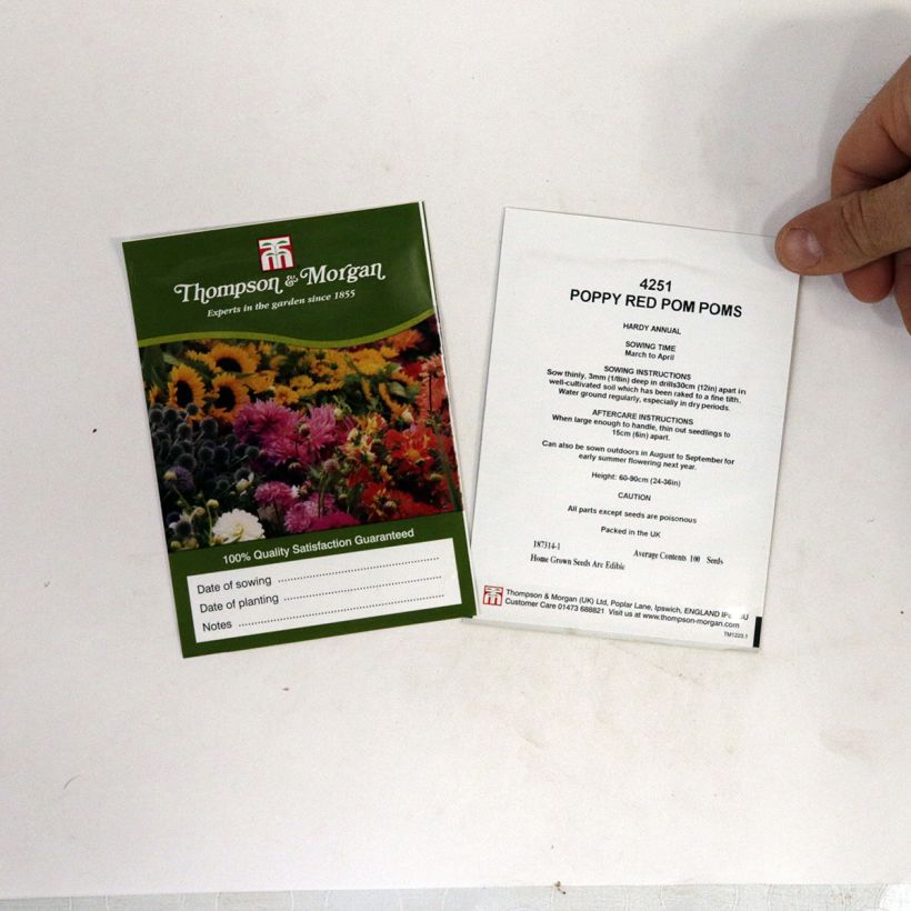 Exemple de spécimen de Graines de Pavot annuel Red Pom Pom's - Papaver somniferum le sachet de livré en sachet de 1 gr graines environ tel que livré