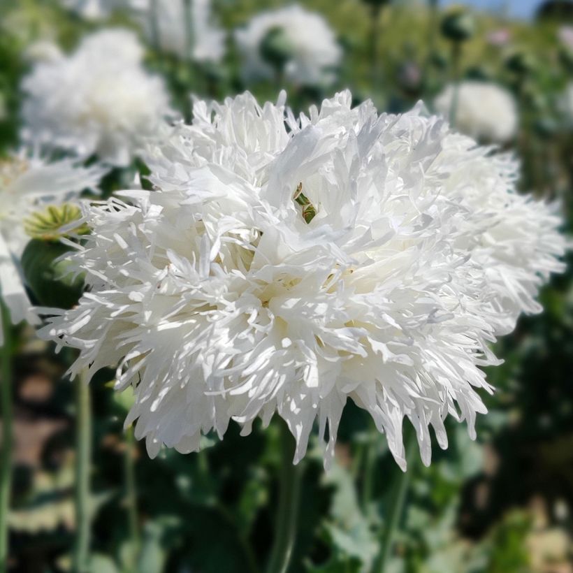 Graines de Pavot annuel White Swan - Papaver somniferum (Floraison)