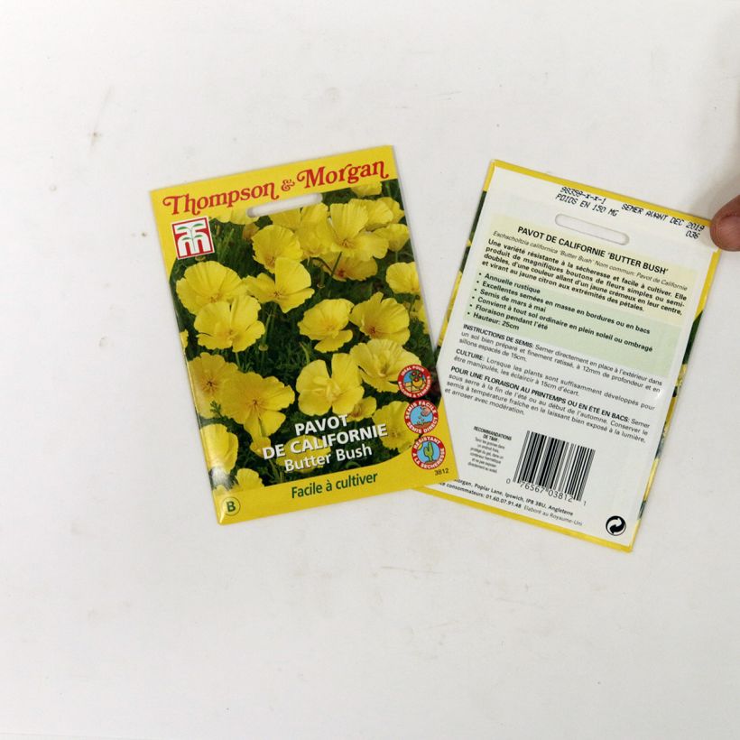 Exemple de spécimen de Graines de Pavot de Californie Butter Bush - Eschscholzia californica  le sachet de +/- 350 graines environ (minimum 0,6g) tel que livré