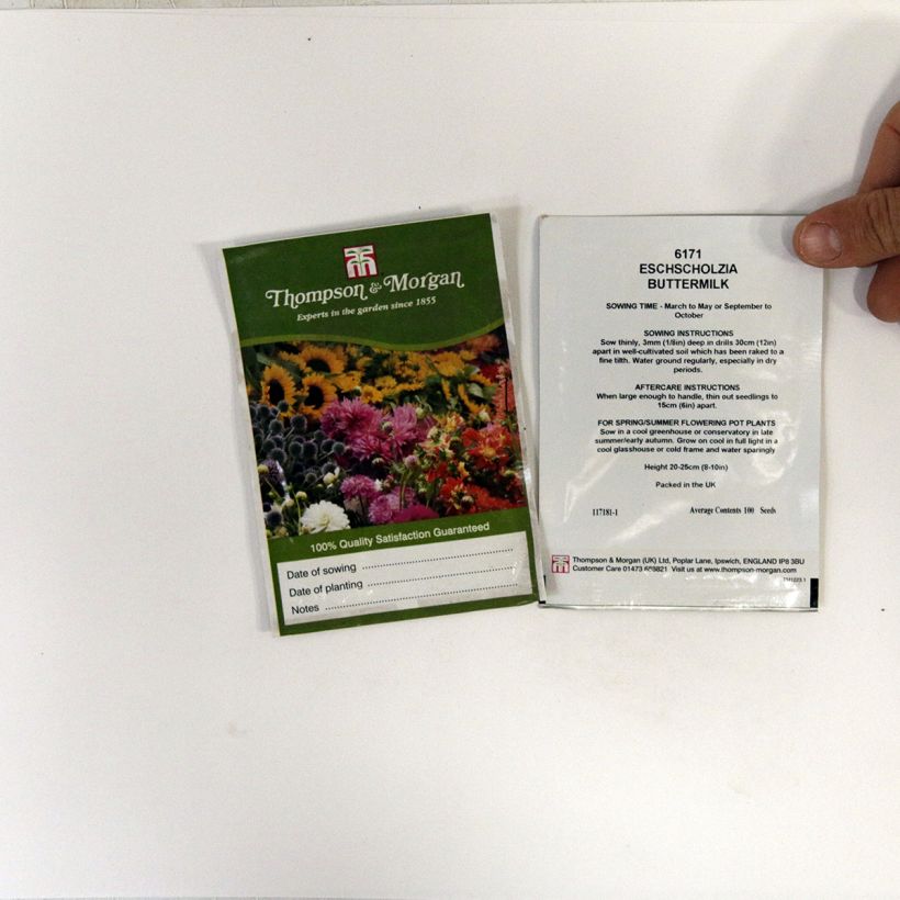 Exemple de spécimen de Graines de Pavot de Californie Buttermilk - Eschscholzia californica le sachet de 100 graines environ tel que livré