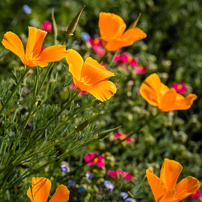Graines de Pavot de Californie Orange King - Eschscholzia californica (Floraison)