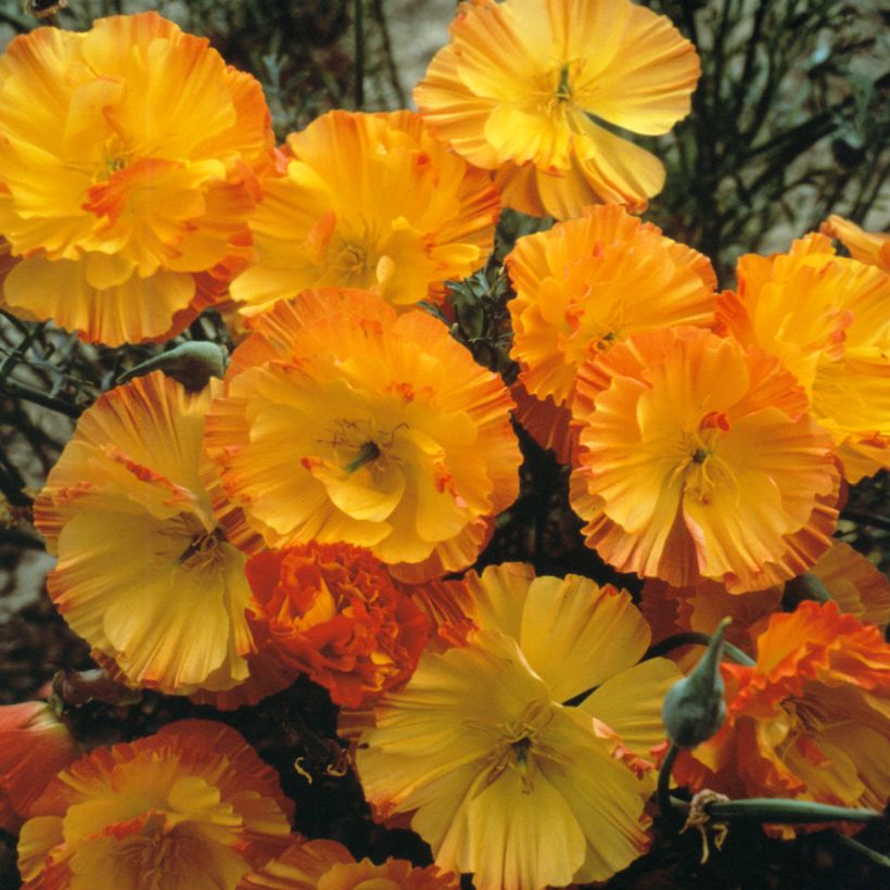 Graines de Pavot de Californie Thai Silk Apricot Chiffon - Eschscholzia californica (Floraison)